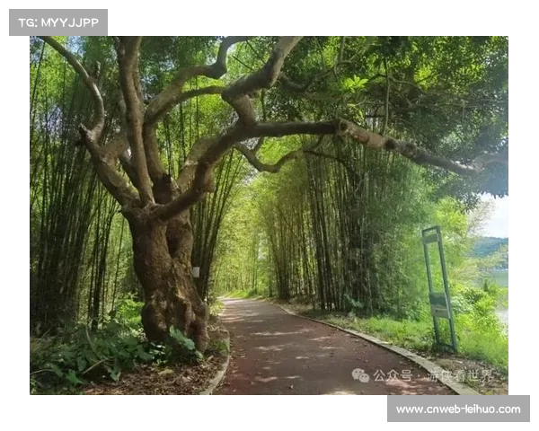 黄江镇构建45公里绿道网络，骑行文化深植城市基因